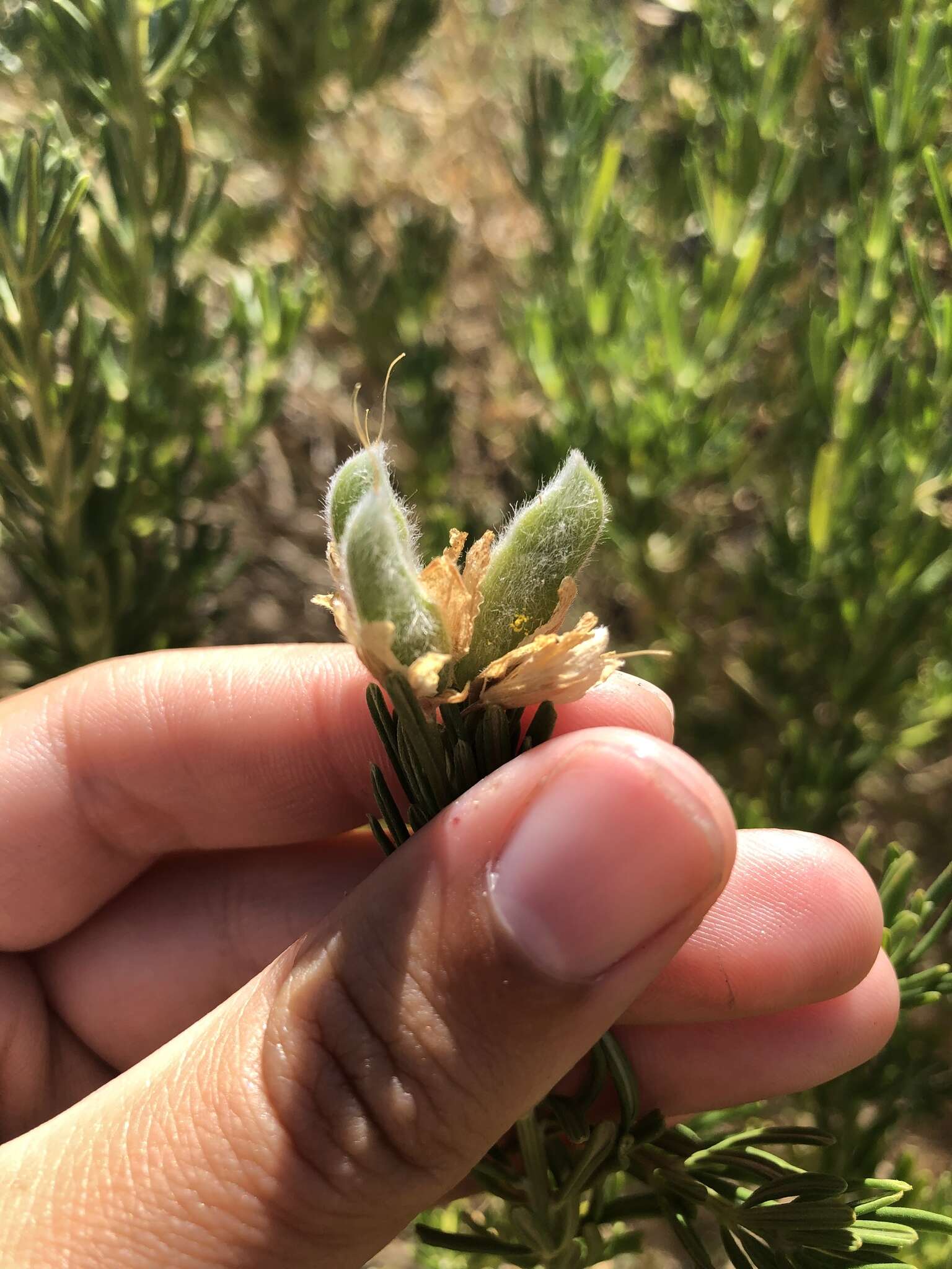 صورة Genista linifolia L.