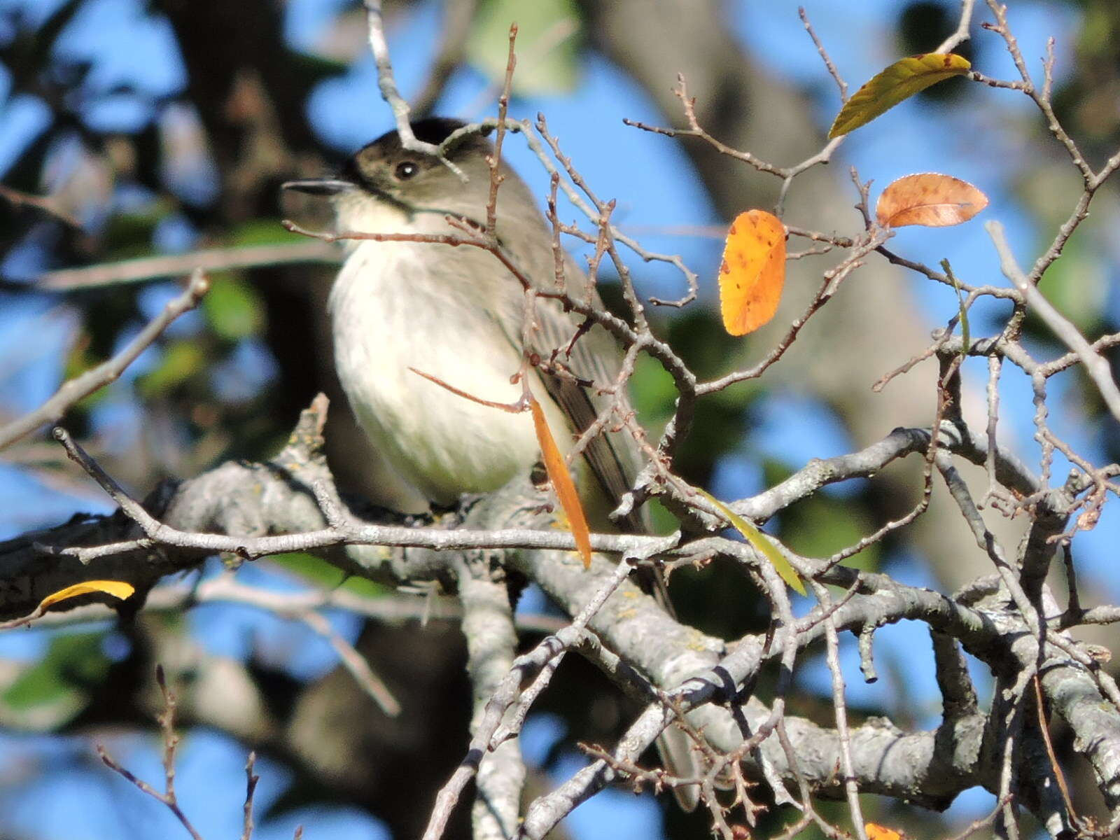 Image of Eastern Phoebe