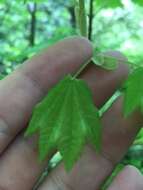 Imagem de Acer circinatum Pursh