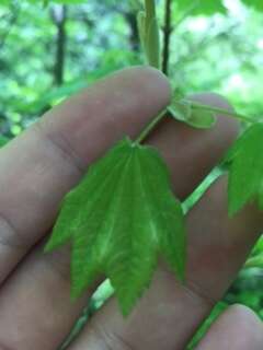 Слика од Acer circinatum Pursh