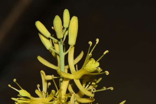 Image of Stanleya pinnata var. texana B. L. Turner