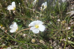 Image of Cherleria capillacea (All.) A. J. Moore & Dillenb.