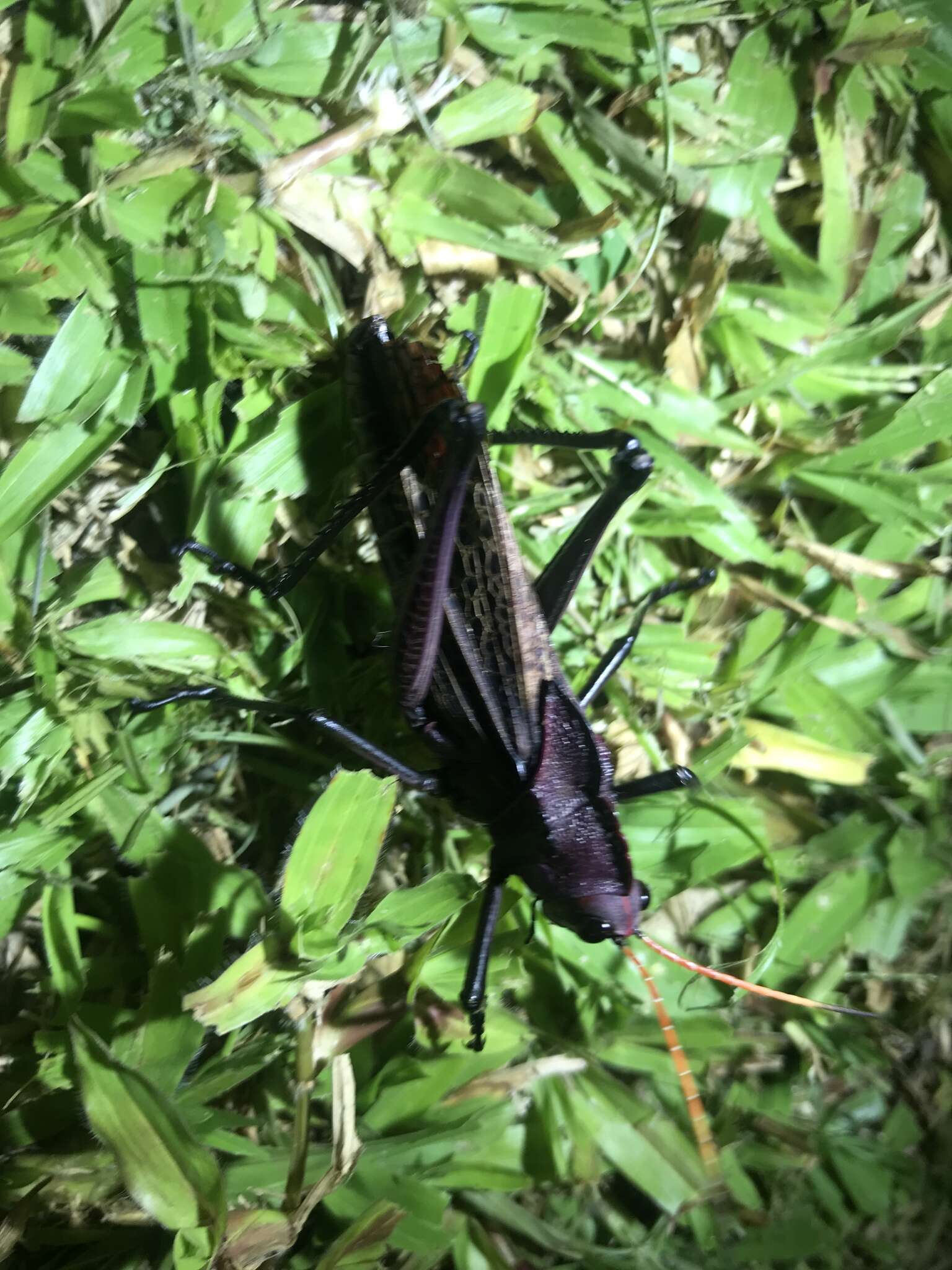 Image of lubber grasshopper