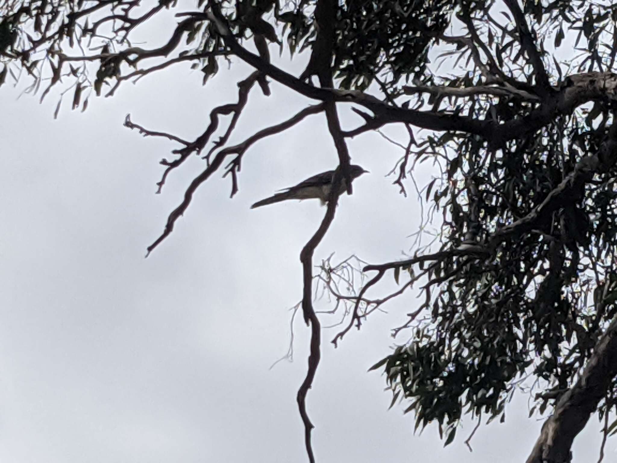 Image of Black-eared Cuckoo