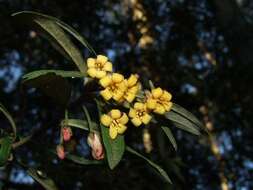 Image de Pittosporum bicolor Hook.