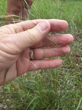 Image de Microlaena stipoides var. stipoides