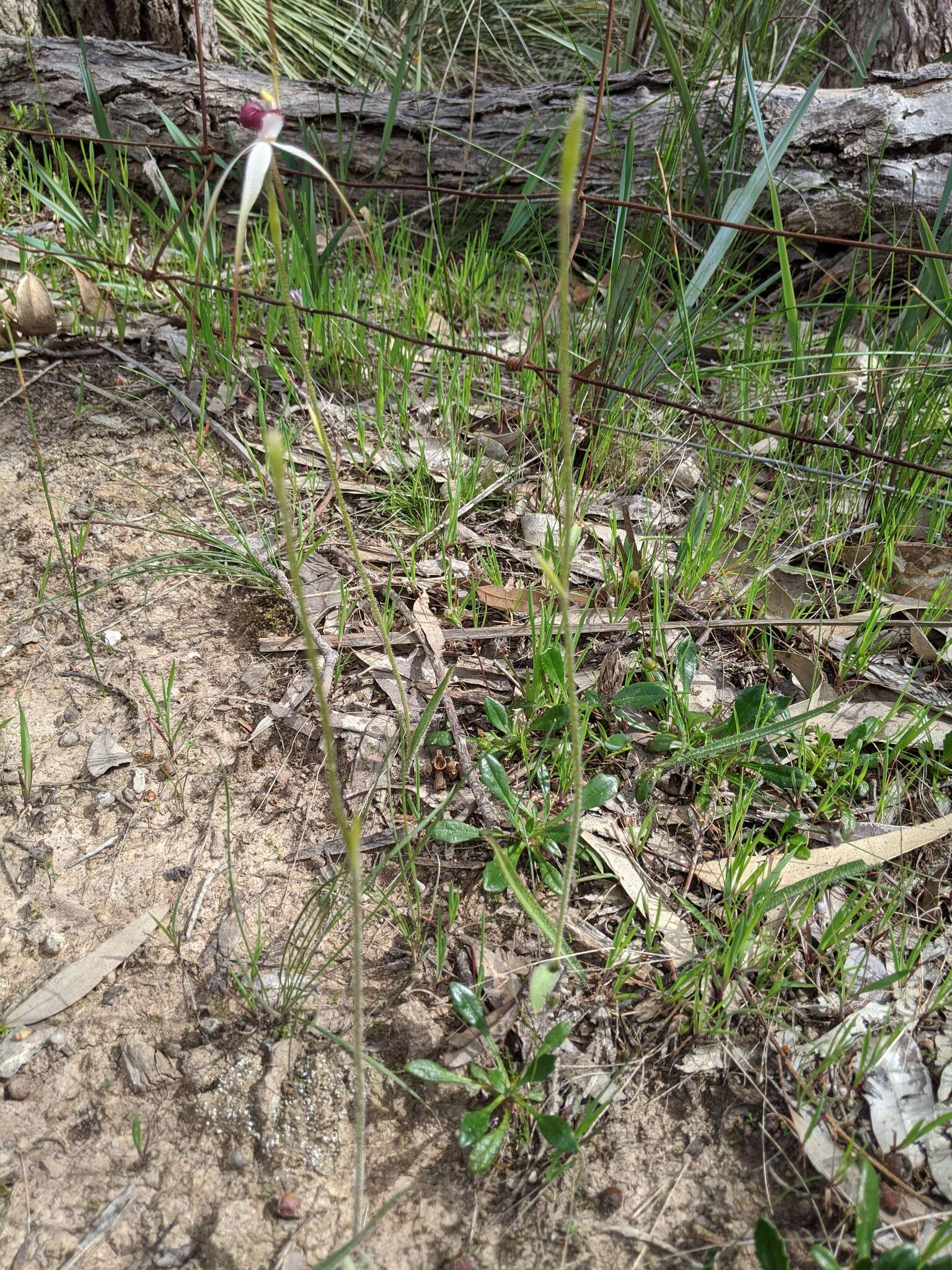 Image of Caladenia behrii Schltdl.