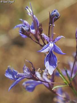 Image of Teucrium procerum Boiss. & Blanche