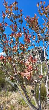 Image of Piketberg Conebush