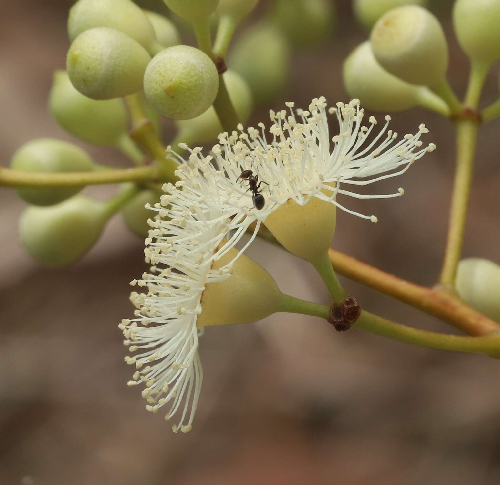 Image of Corymbia erythrophloia (Blakely) K. D. Hill & L. A. S. Johnson