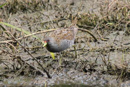 Image of Australian Crake