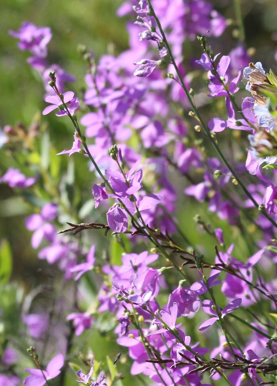 Imagem de Heliophila juncea (P. J. Bergius) Druce