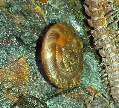 Image of disk snail