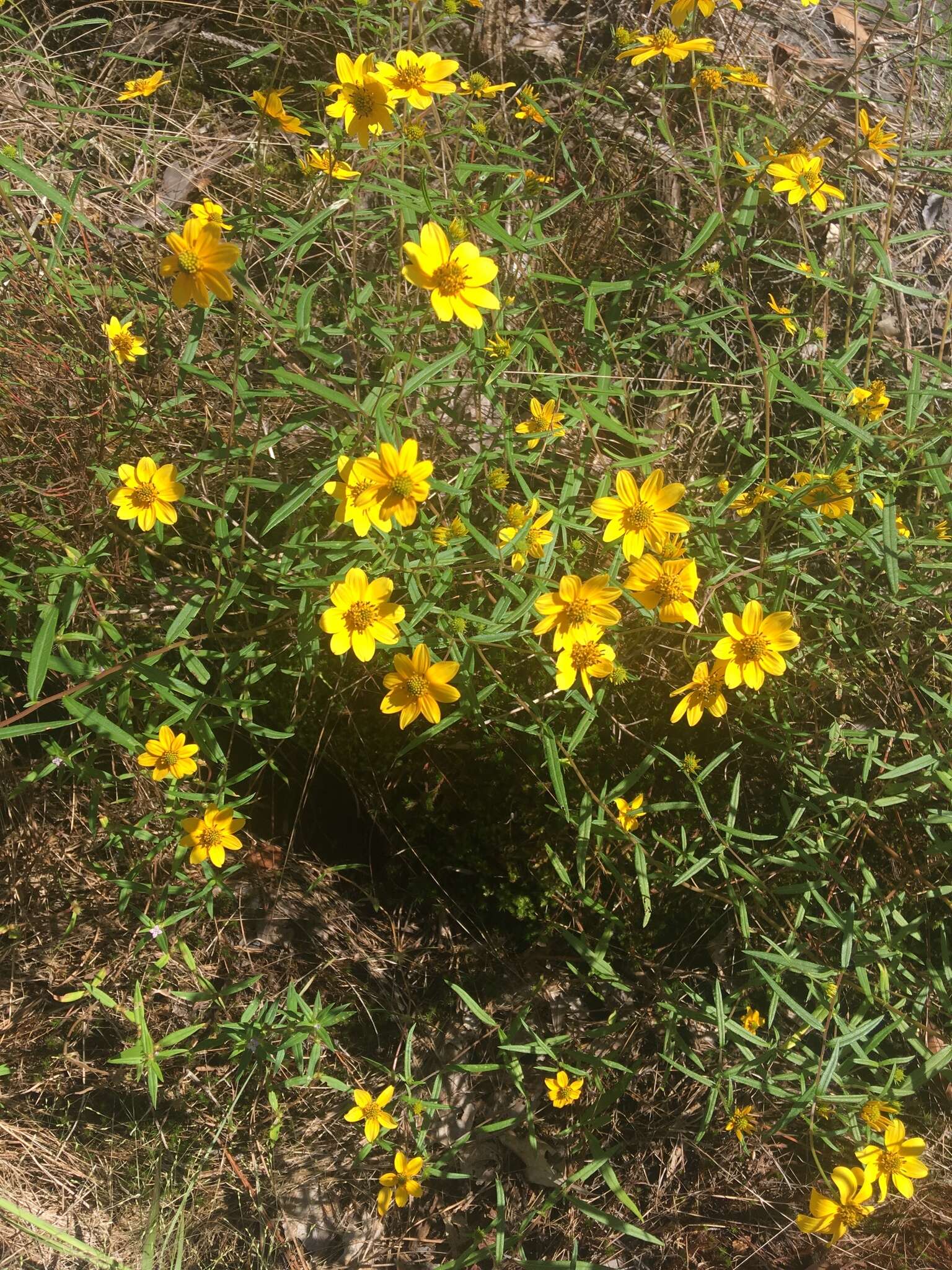 Sivun Helianthus porteri (A. Gray) J. F. Pruski kuva