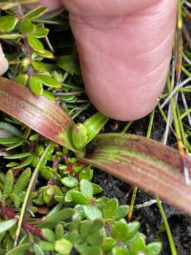 Image of Campynema lineare Labill.