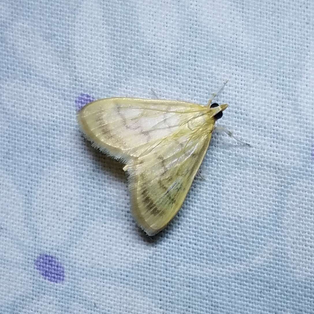 Image of Pale-winged Crocidophora moth