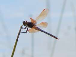 Image de Libellula jesseana Williamson 1922