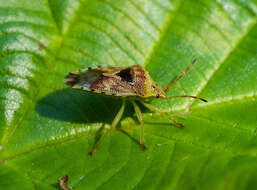 Elasmucha grisea (Linnaeus 1758) resmi