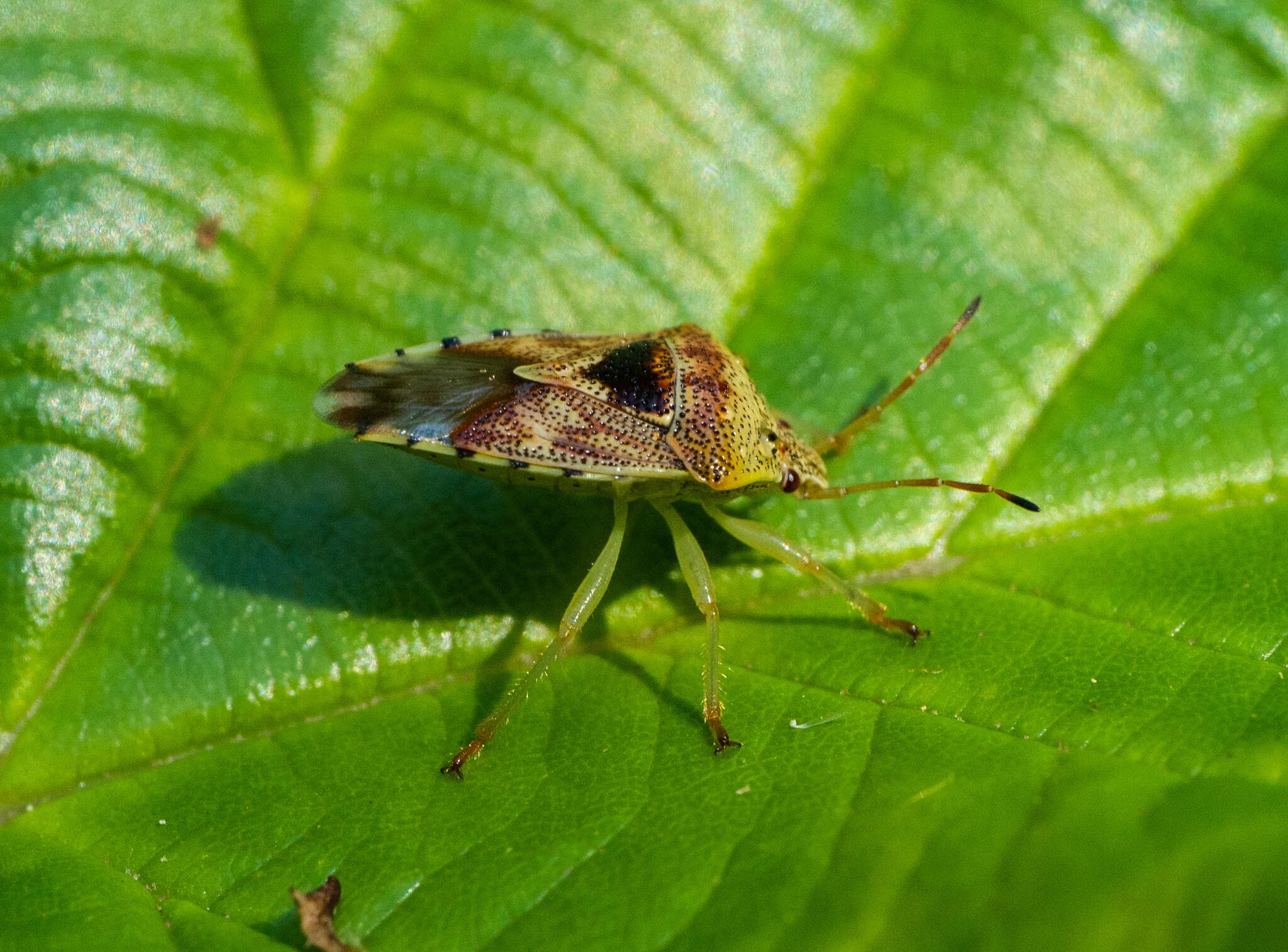 Elasmucha grisea (Linnaeus 1758) resmi