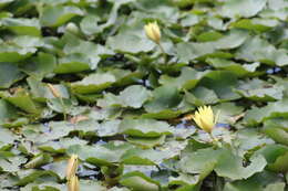 Image of yellow waterlily