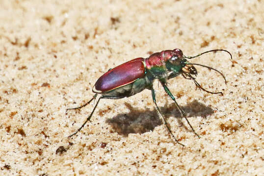 Image of Cicindela (Cicindela) formosa pigmentosignata W. Horn 1930