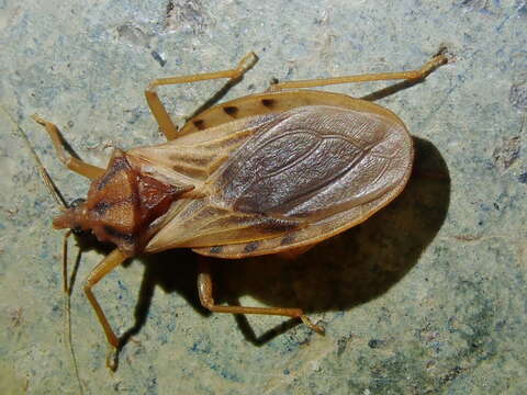 Image of Panstrongylus lenti Galvão & Palma 1968