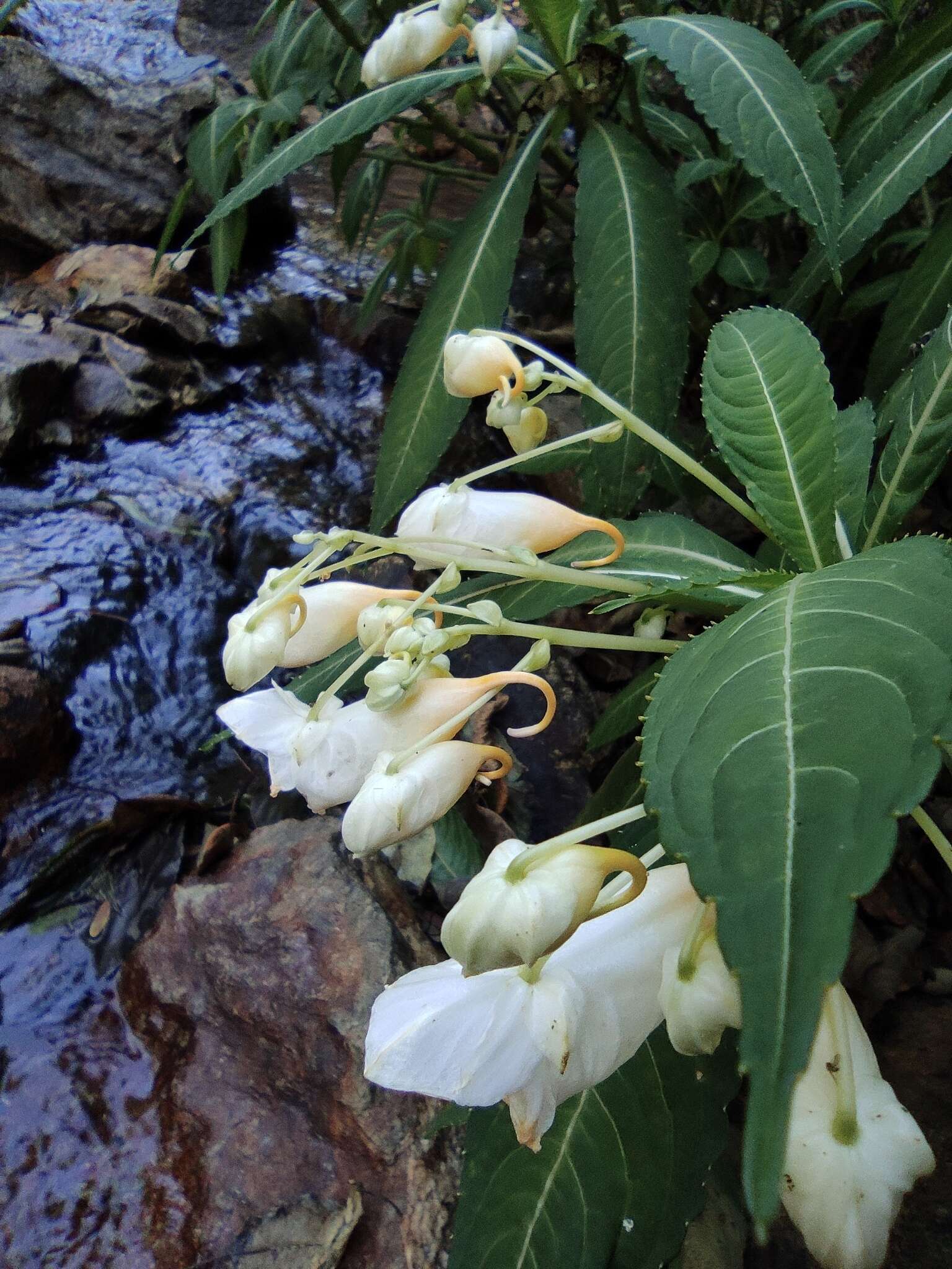 Image of Impatiens tubulosa Hemsl. ex Forb. & Hemsl.