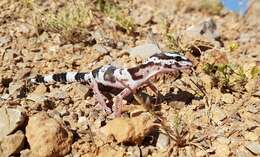 Image of Iraqui Eyelid Gecko