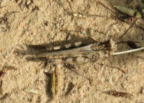 Image of Caudell's Long-horned Grasshopper