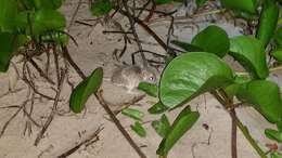 Image of Gulf Coast Kangaroo Rat