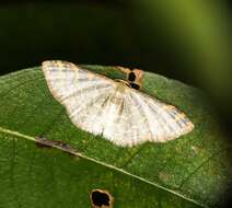 صورة Idaea costiguttata Warren 1896