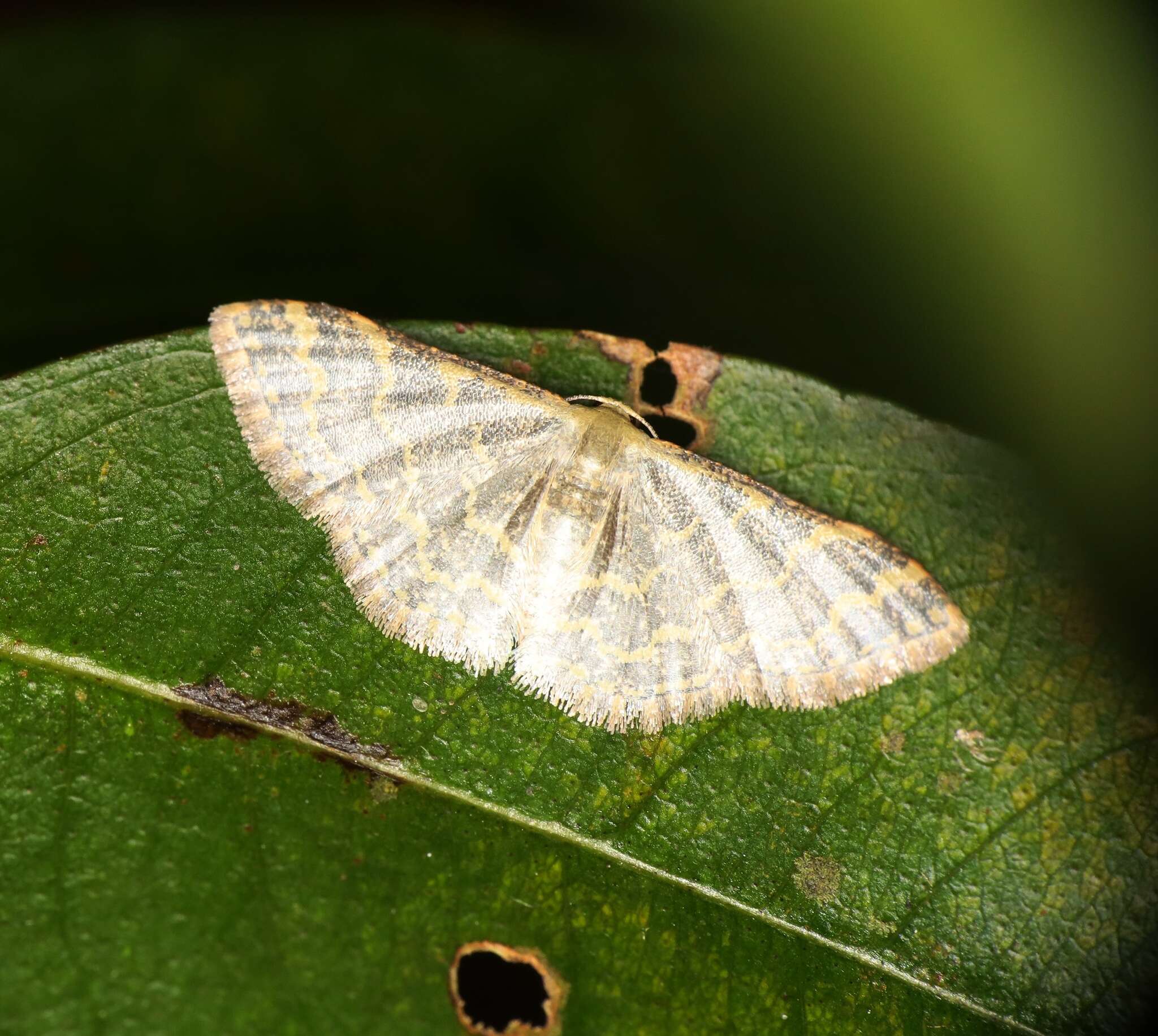 صورة Idaea costiguttata Warren 1896