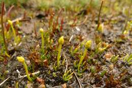 Image of Phylloglossum