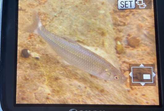 Image of Whitetail Shiner