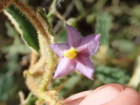 Image of Seringia corollata Steetz