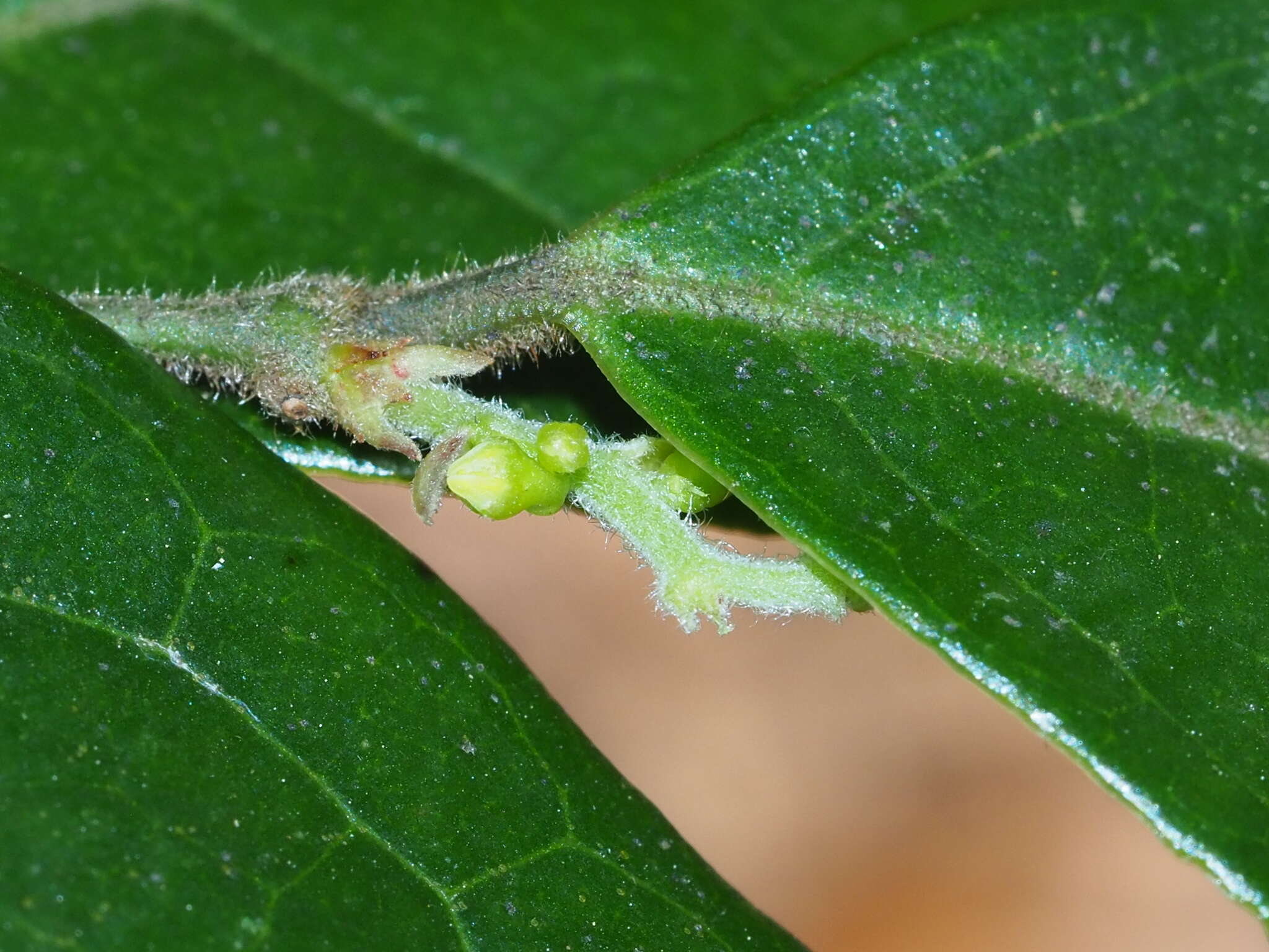 Image of Sabia swinhoei Hemsl ex Forb. & Hemsl.