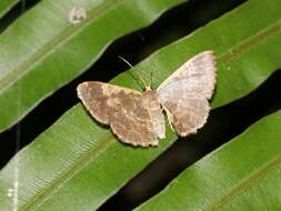 Image of Peratophyga crista Jiang, Xue & Han