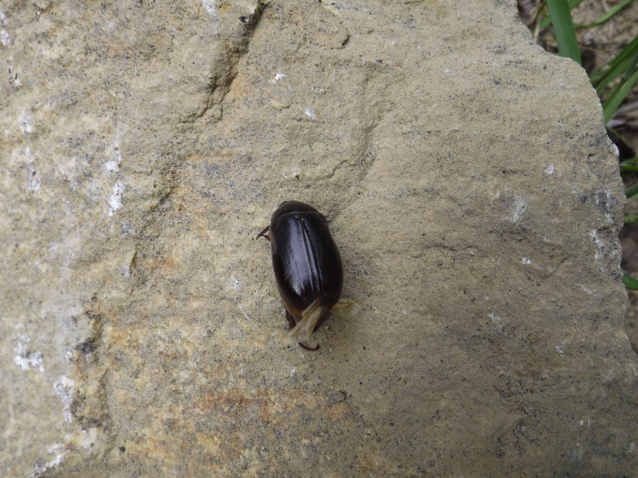 Image of Phyllophaga (Phyllophaga) anxia (Le Conte 1850)