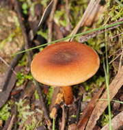 Pholiota communis (Cleland & Cheel) Grgur. 1997 resmi