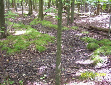 Imagem de Carex bromoides subsp. bromoides