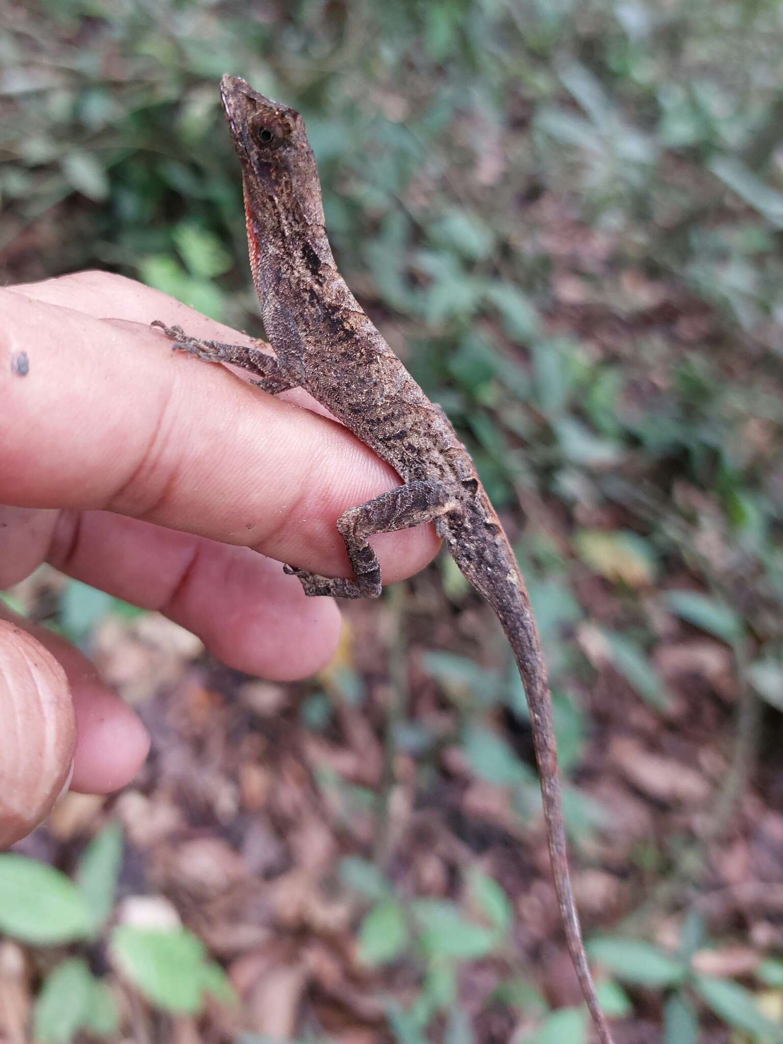 Слика од Anolis scypheus Cope 1864