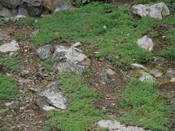 Image of Silene uniflora subsp. uniflora