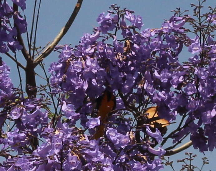 Image of Black-backed Oriole