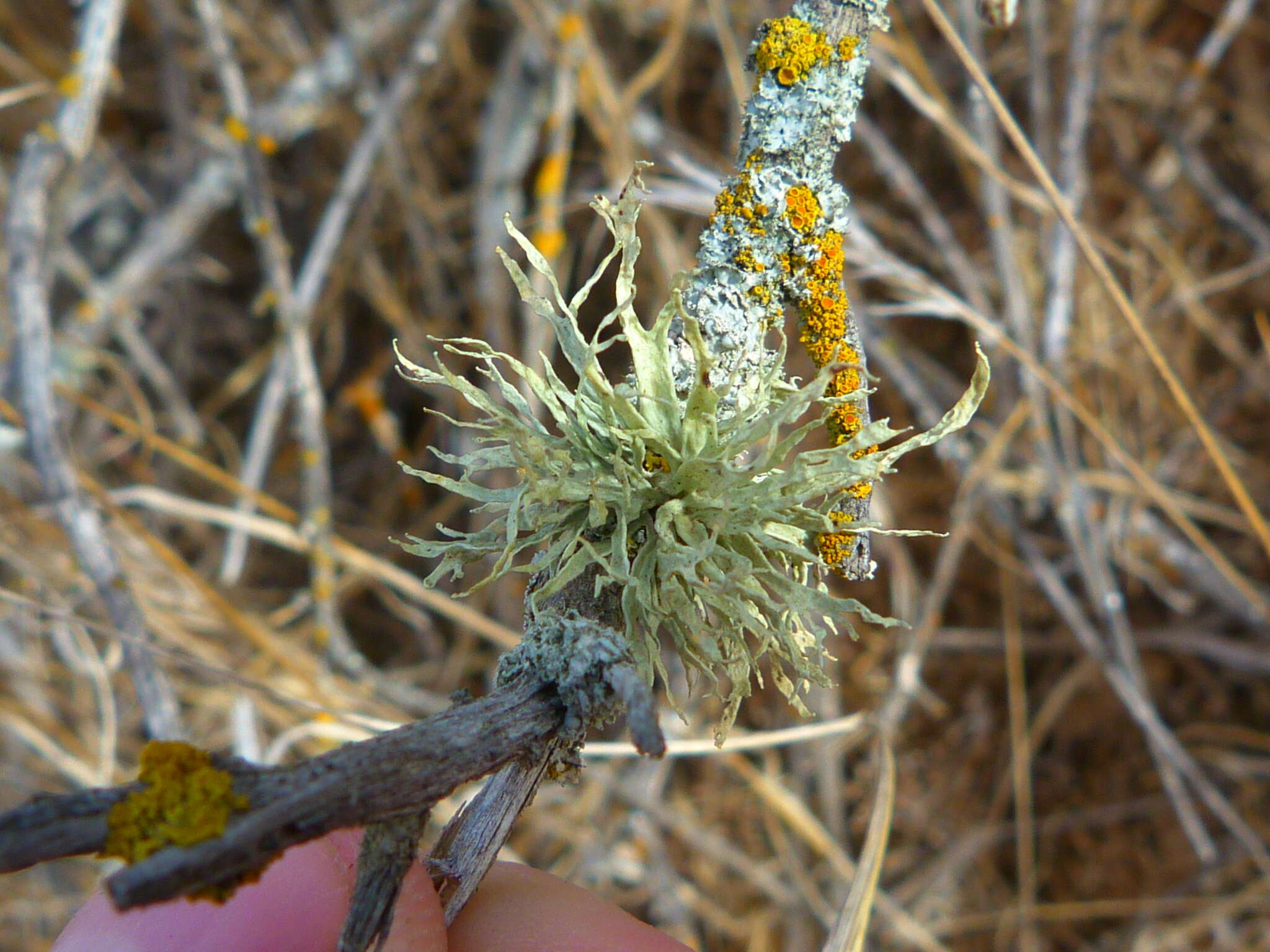 Image of cartilage lichen