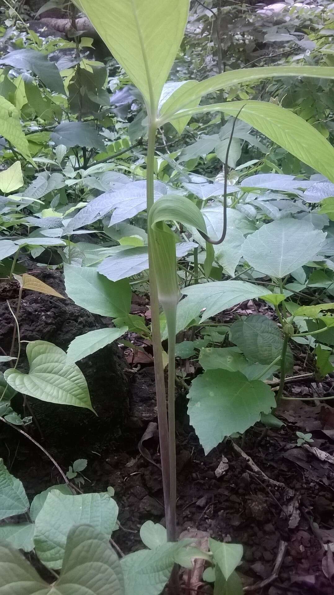 Image of arisaema