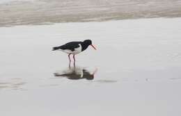 Image of Australian Pied Oystercatcher