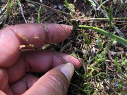 Image of shiny chickweed