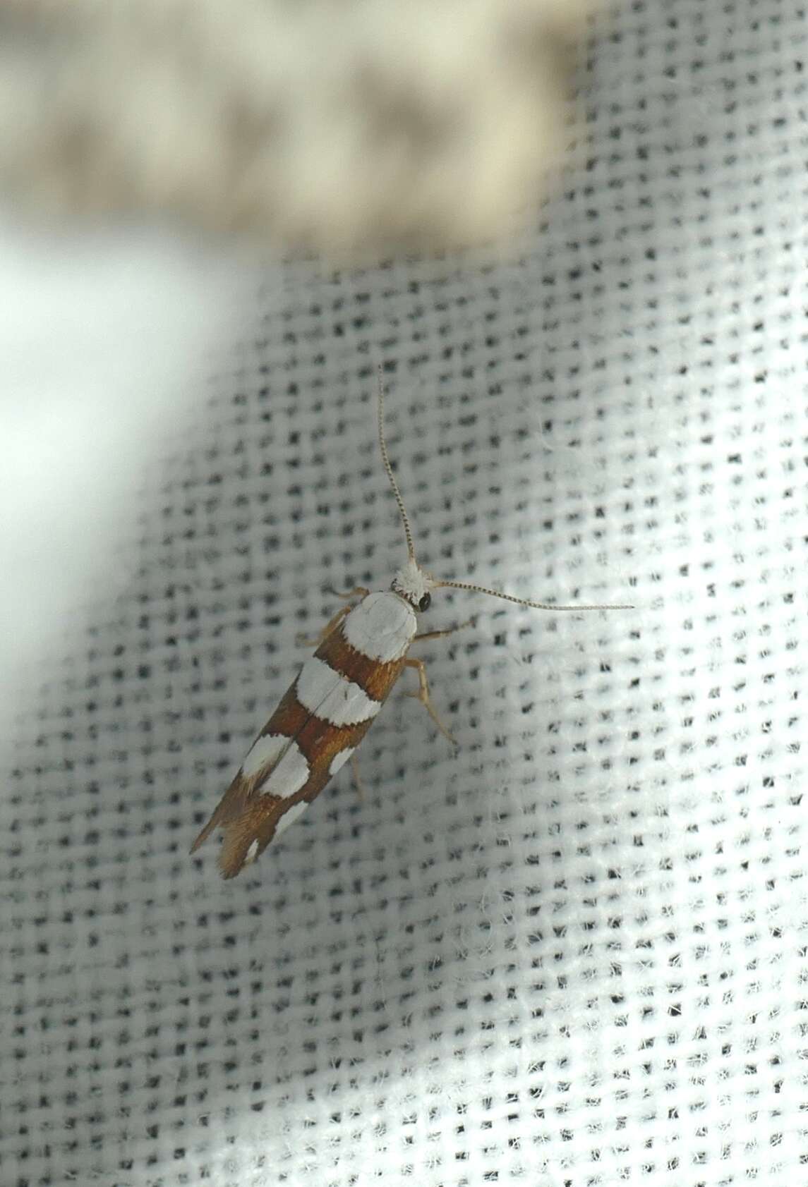 Image of Argyresthia brockeella Hübner 1805