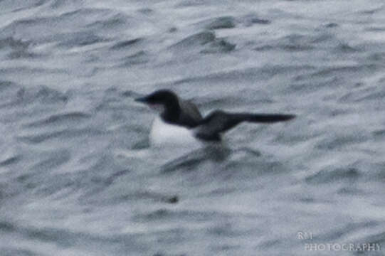 Image of Brünnich's Guillemot