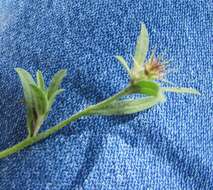 Imagem de Centaurea melitensis L.